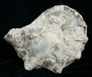 / Mammites Nodosoides Ammonite (Half) - Morocco #3987-1